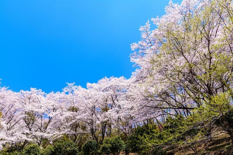 ⛩️ 사쿠라야마 신사 이미지 3